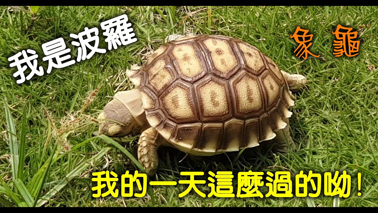 我是一隻蘇卡達象龜，我的名字叫波羅。我的一天這麼過的呦!  / 蘇卡達象龜/寵物/可愛的烏龜/陸龜/ 療癒影片