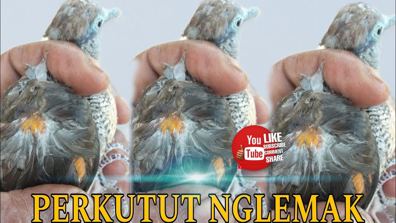 Ciri-ciri Perkutut NGLEMAK/Perkutut Kegemukan Dan Cara Mengatasinya