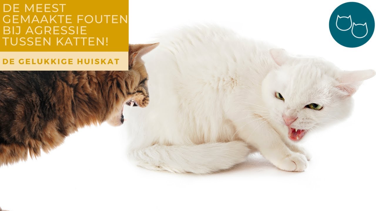 DE MEEST GEMAAKTE FOUTEN BIJ AGRESSIE TUSSEN KATTEN