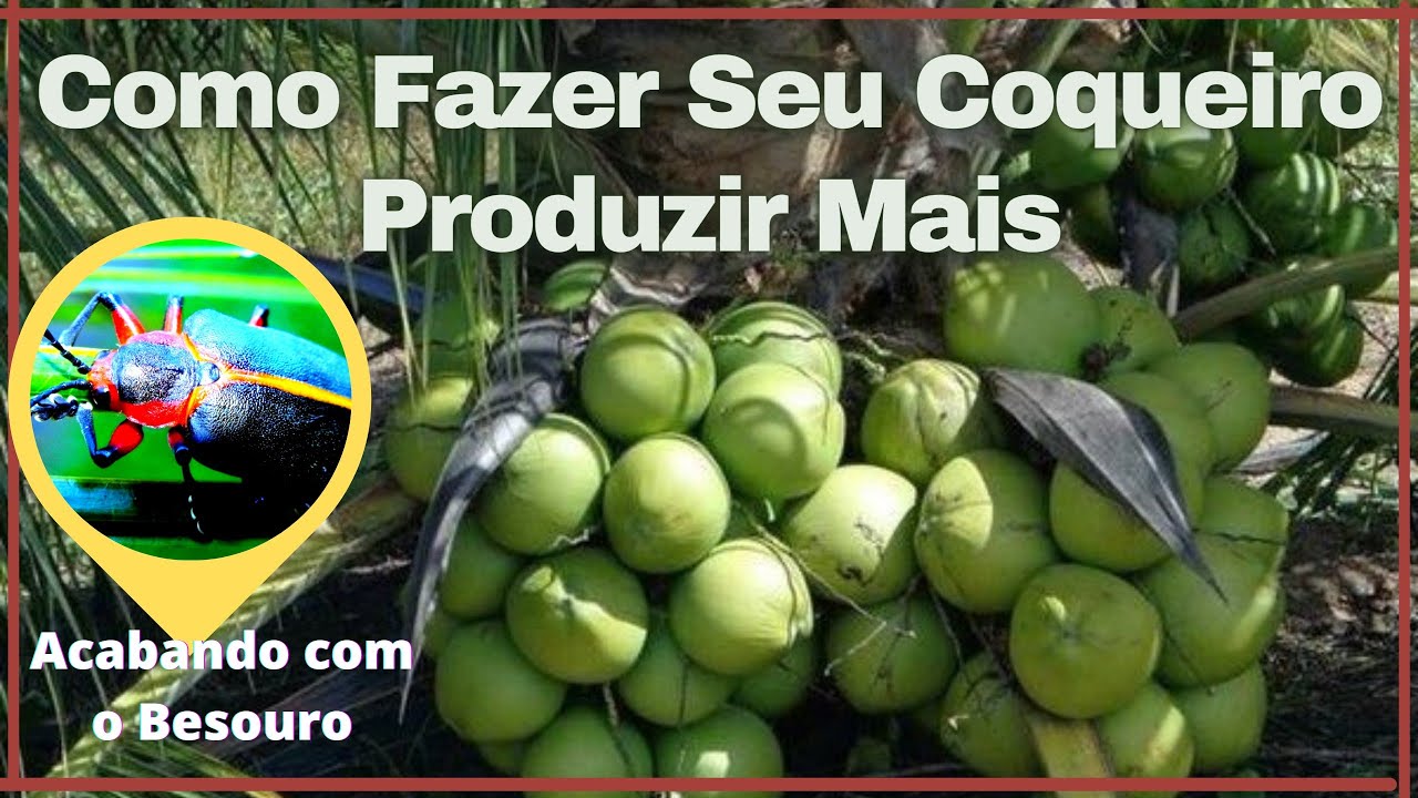 Como Fazer seu Coqueiro Produzir Mais (Acabando com as pragas no Coqueiro)