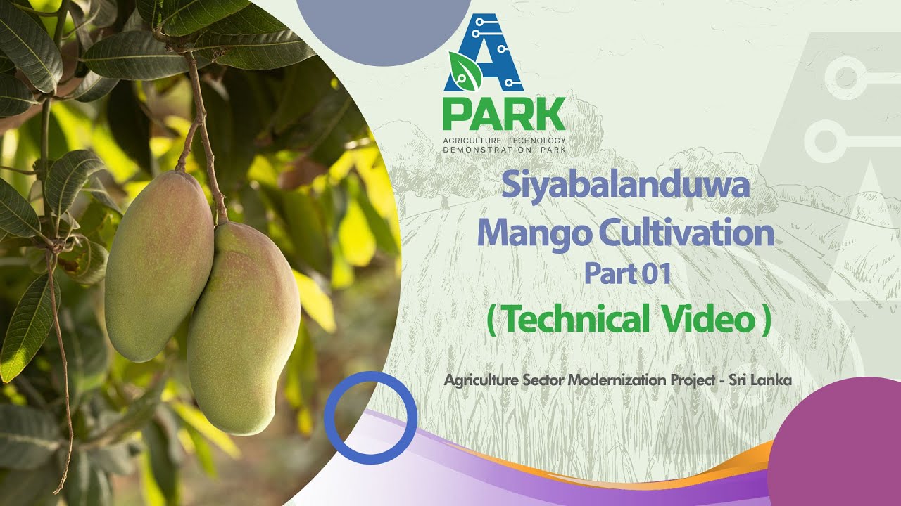 High Density Double Row Mango Cultivation part 01   Sibalanduwa