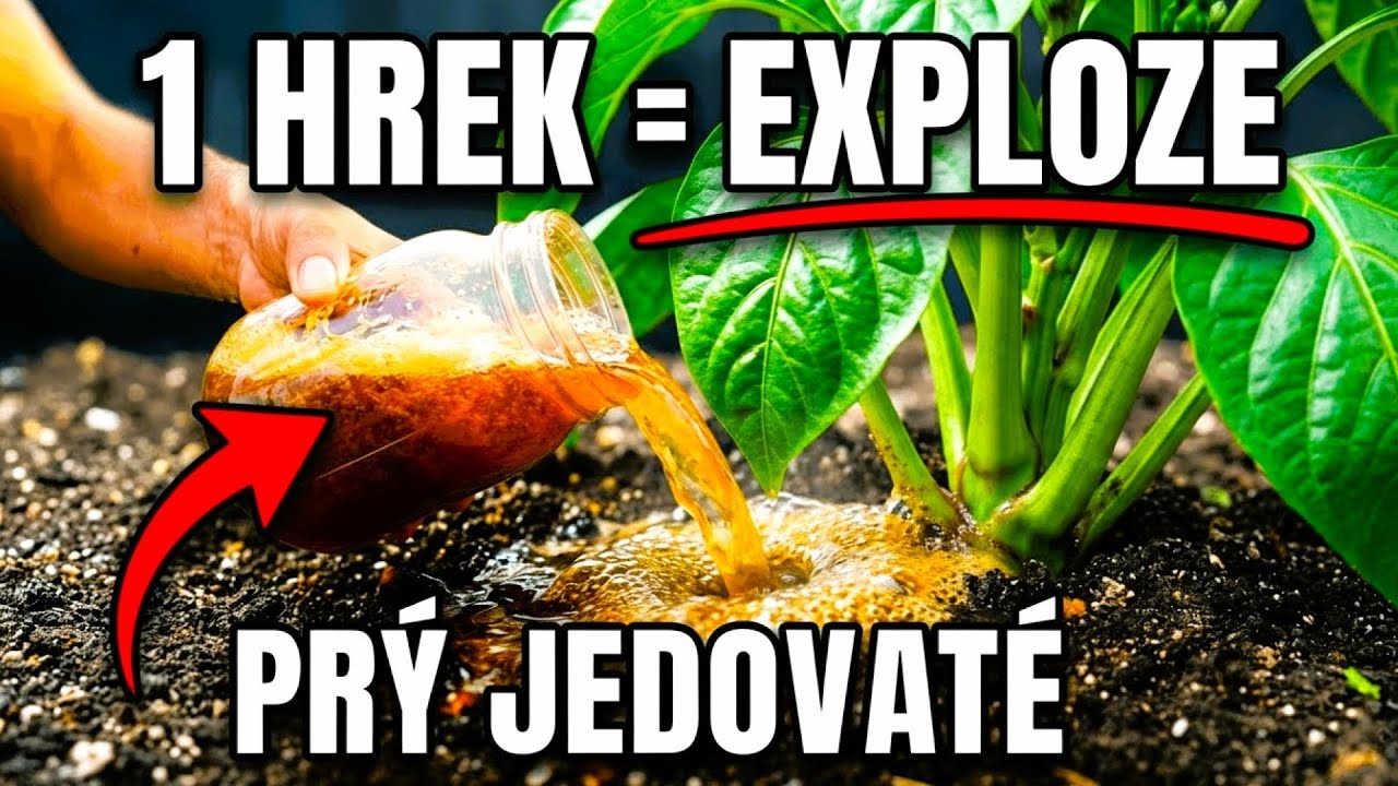 Jeden hrnek fermentovaného popela rozjede růst šíleně rychle — proč je tenhle trik „zakázaný“?