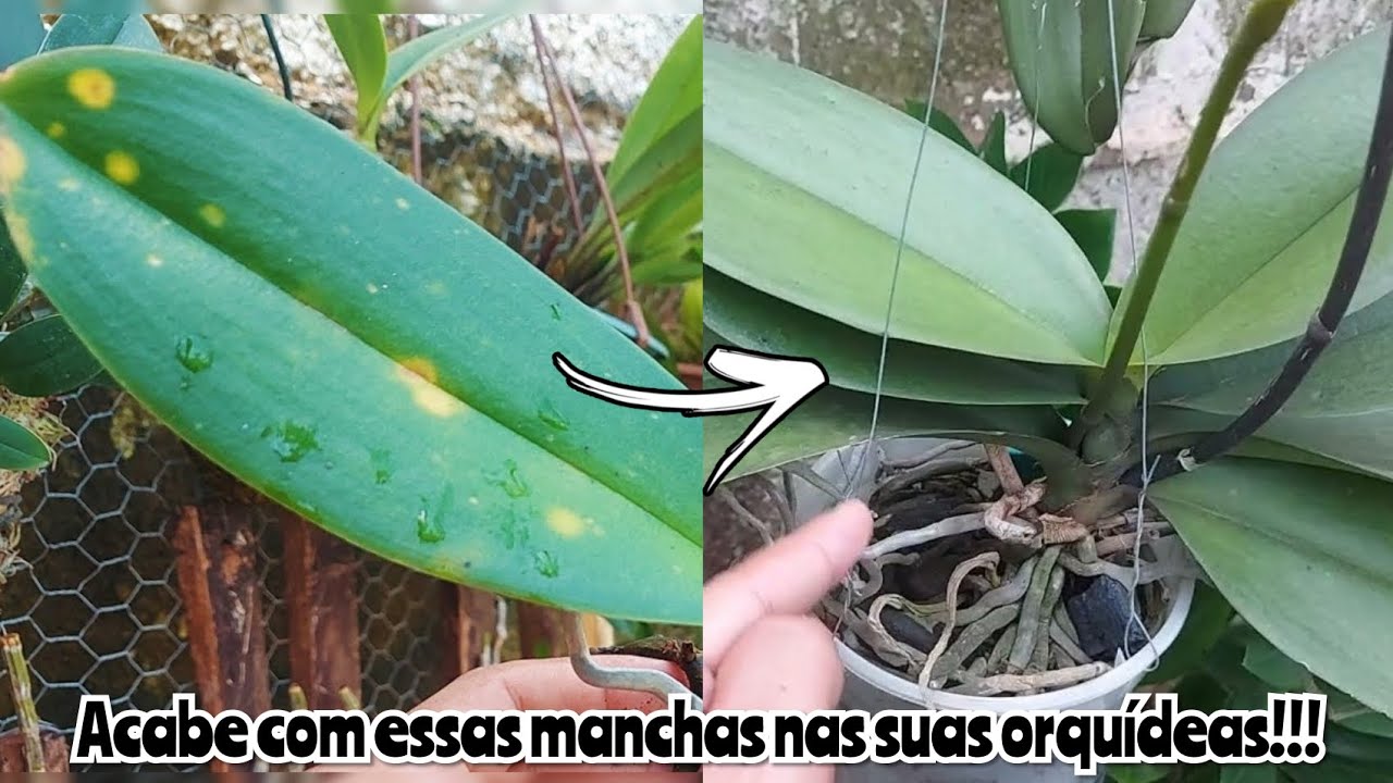 ACABE com essas MANCHAS nas suas ORQUÍDEAS PHALAENOPSIS!!!