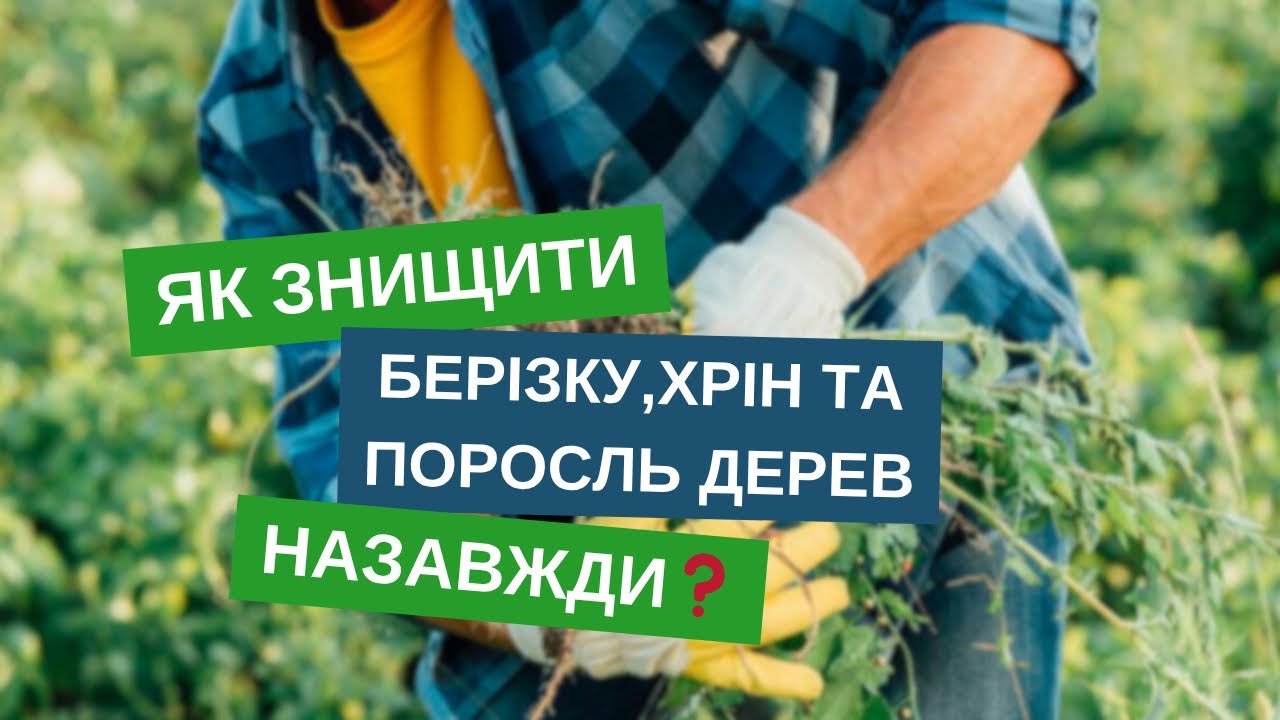 Як знищити берізку, поросль, портулак та інші складні бурʼяни. Робоча бакова суміш!