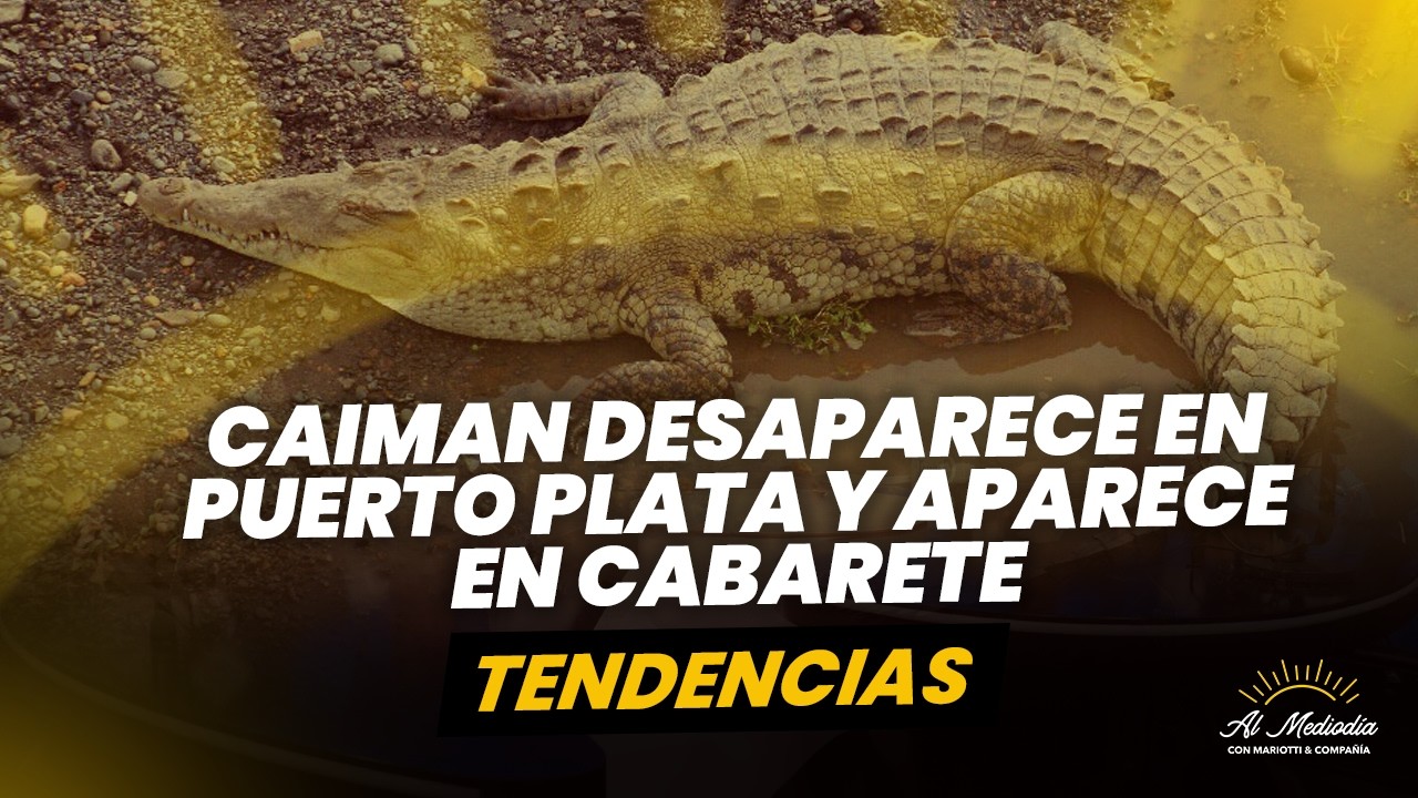 INSOLITO! Caiman que desapareció en Puerto Plata apareció en Cabarete - Tendencias