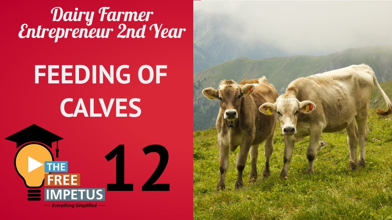 12 FEEDING SCHEDULE FOR CALVES