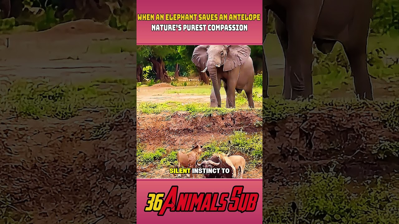 When an Elephant Saves an Antelope &ndash; Nature&rsquo;s Purest Compassion | 36 Animal Sub