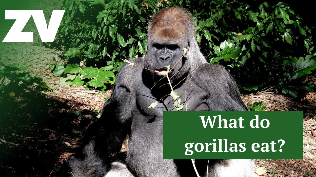 What do gorillas eat?