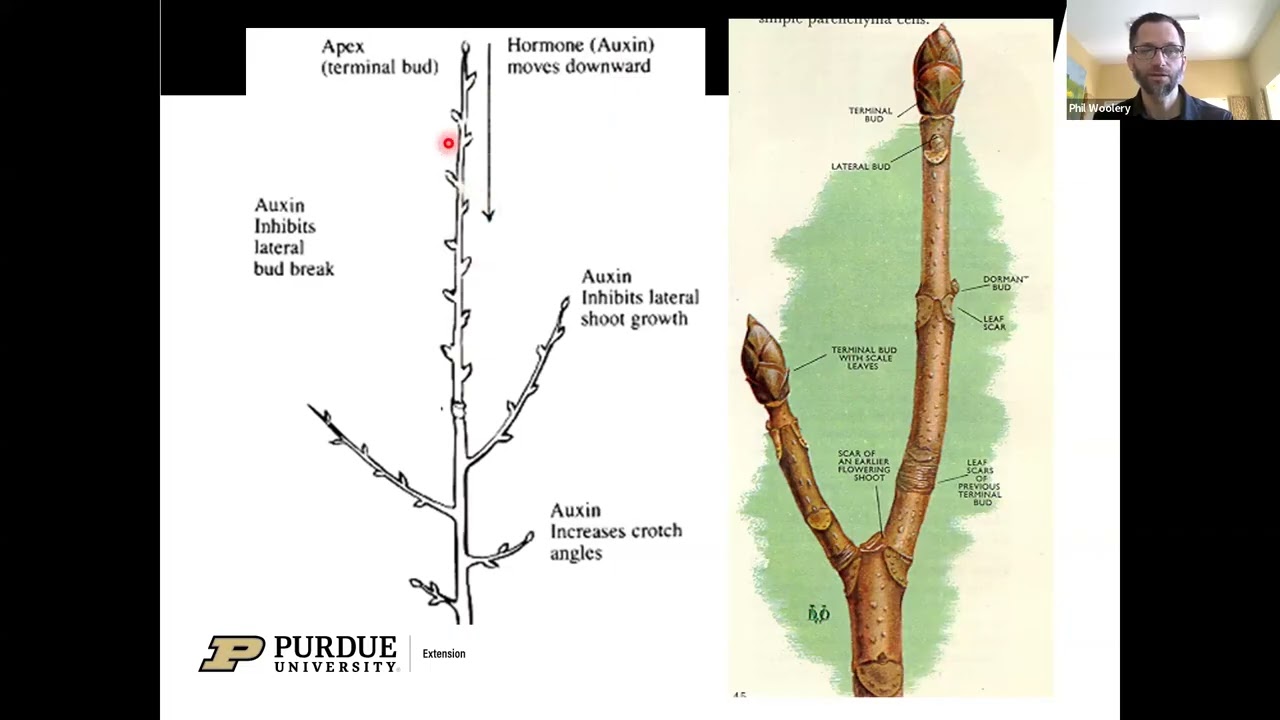 Tree Pruning with ANR Educator and Certified Arborist Phil Woolery