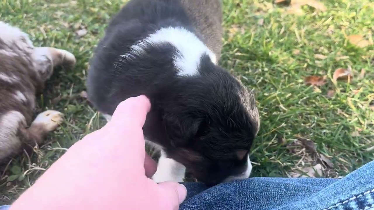 “Rachel” Hattie’s black tri female 