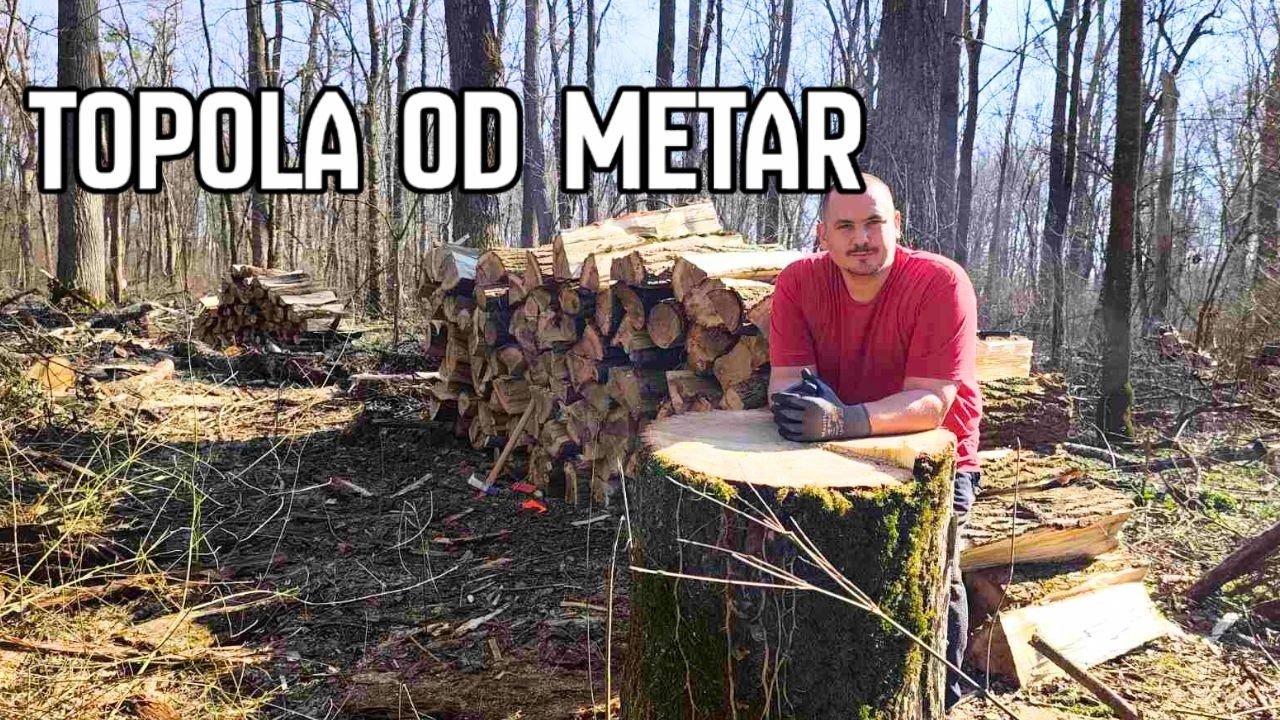 PALAMANGE UVODI PLIN | Kako se cjepaju velike topole