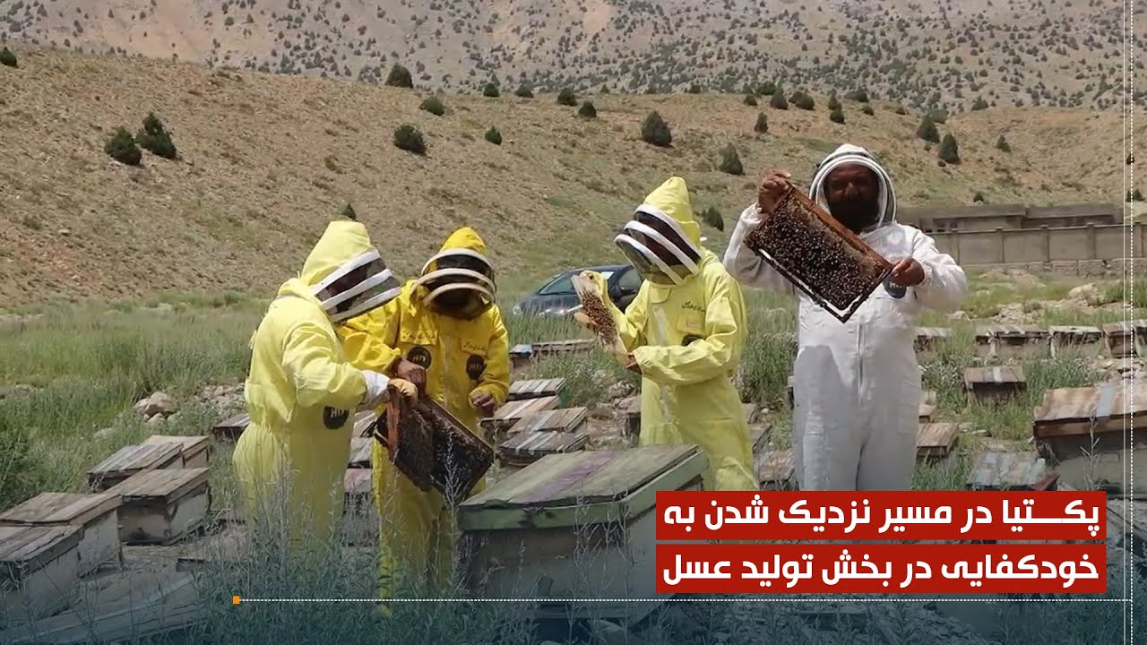 پکتیا در مسیر نزدیک شدن به خودکفایی در بخش تولید عسل