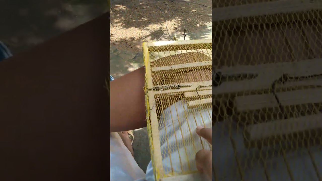Mostrando a minha nova armadilha de pegar pássaros e também Mostrando os meus pássaros #passaros