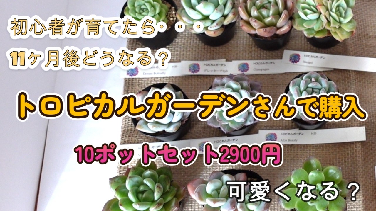 #6「多肉植物」トロピカルガーデンさんで購入10ポットセットの11ヶ月後成長記録