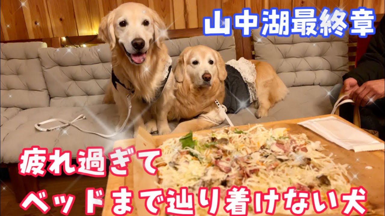 【山中湖最終編】眠過ぎてベッドまでなかなか辿り着けないゴールデンレトリバー どうかまた来れますようにと願うばかり