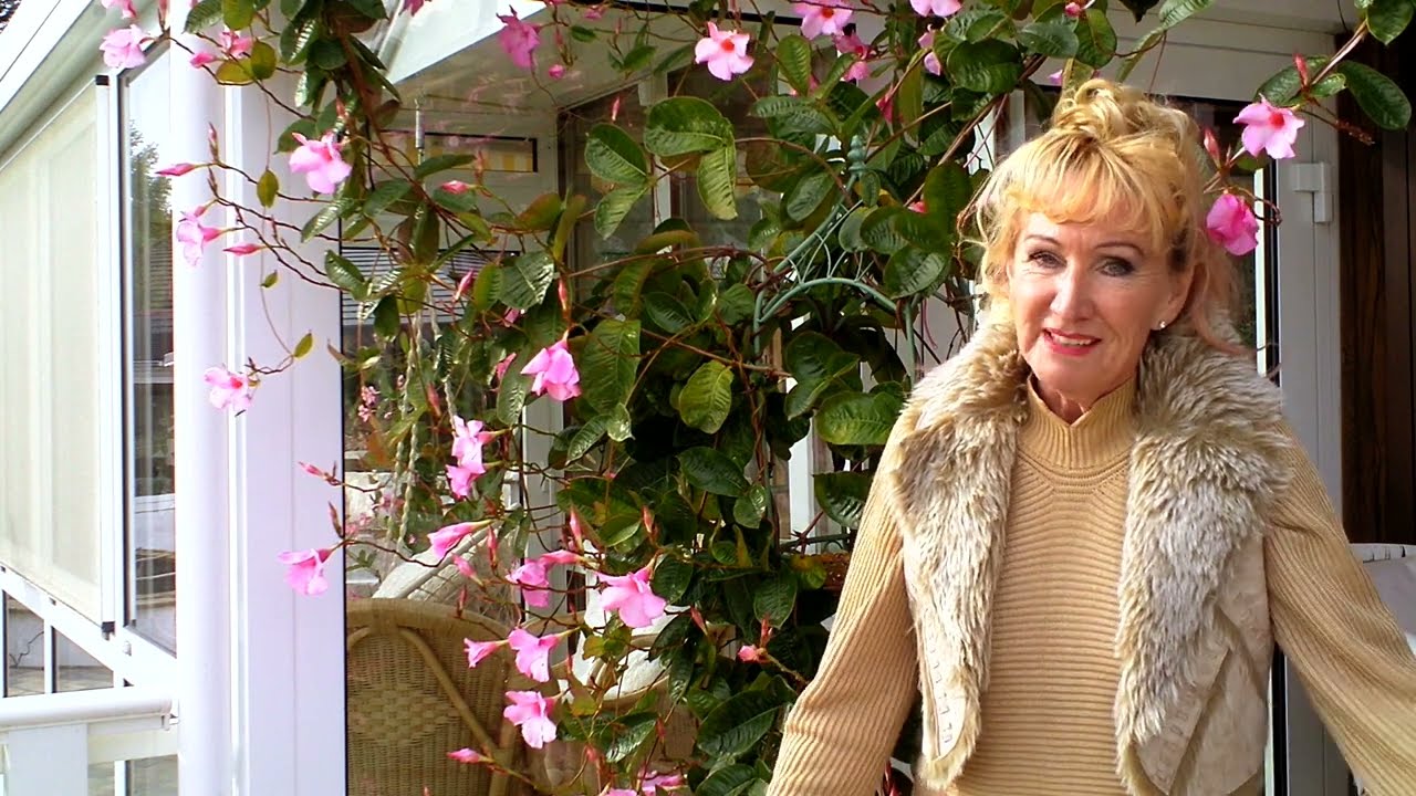 Dipladenia schneiden, Samenkapseln und Ableger November 2022 - Lilo Siegel