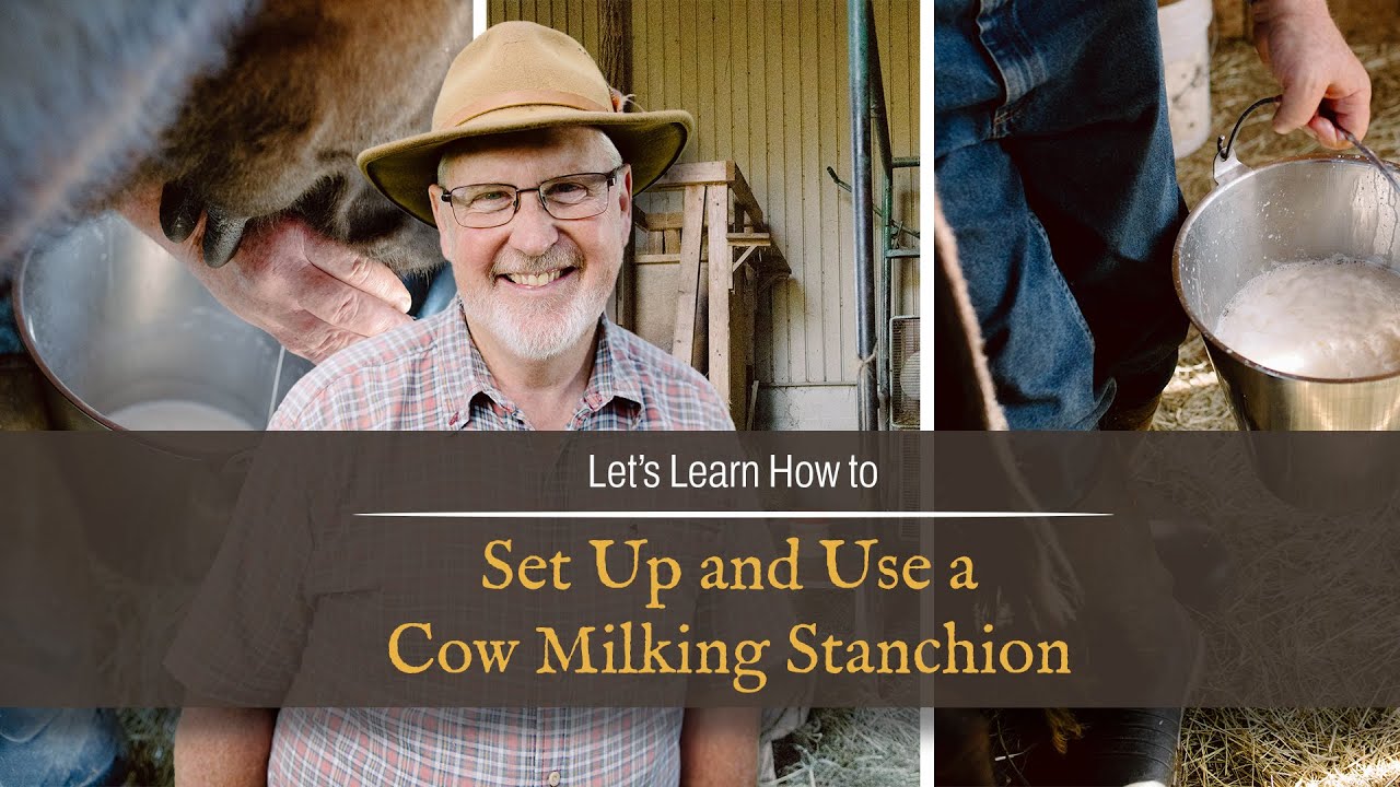How to Set Up and Use a Cow Milking Stanchion | Shawn Dougherty