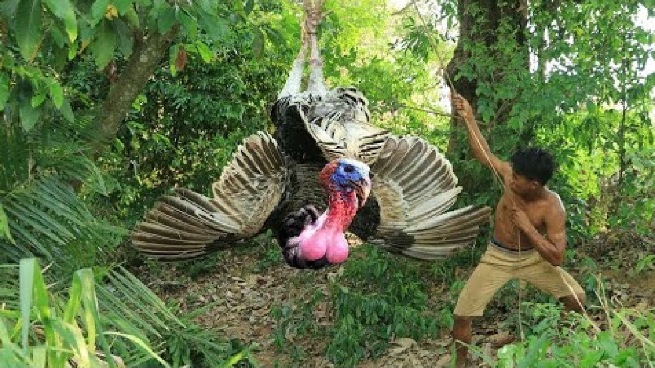 Turkey Trap ⎟ Go to the Forest Catch Turkey and Grilled to eat