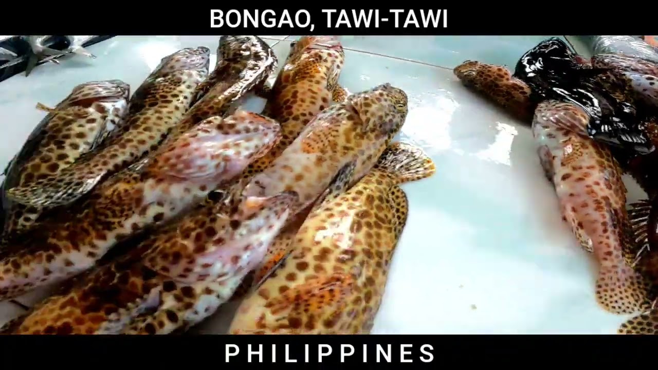 Inside the fish market of Bongao, Tawi-Tawi, Philippines