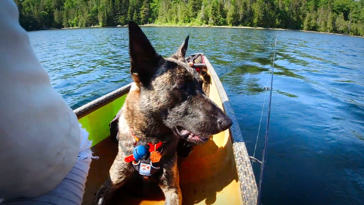 Camping with a Dog
