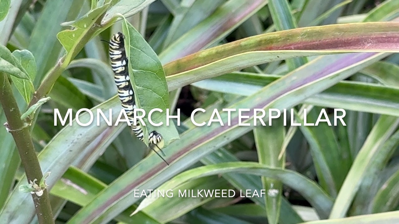 Monarch Caterpillar Munching on Milkweed in a Pineapple Garden