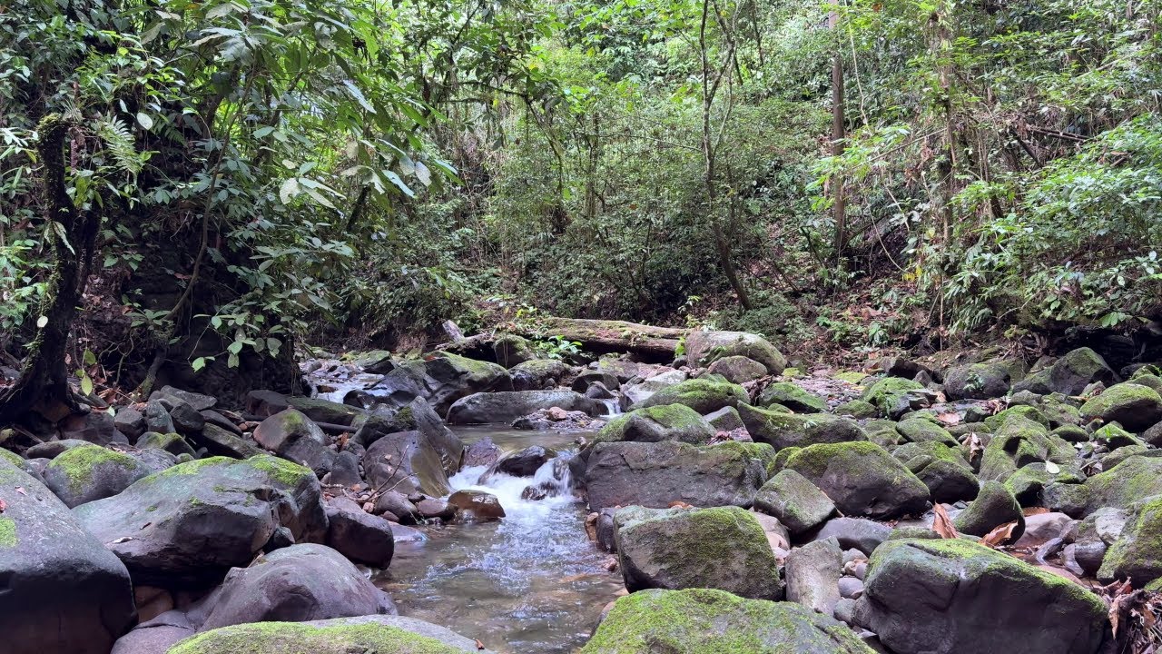 Jungle Stream Sounds for Sleep & Relaxation | Deep Nature Ambience