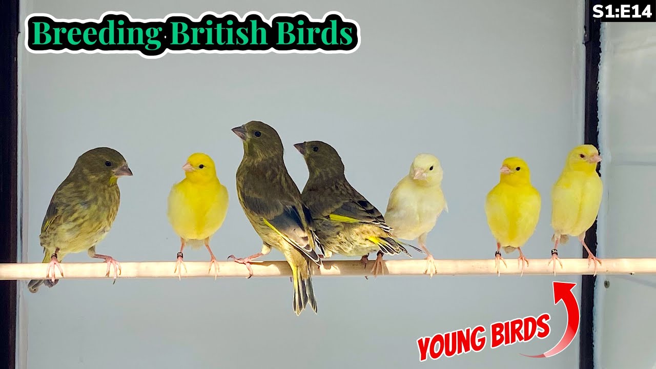 The First Young Birds Begin to Moult | Breeding British Birds S1:E14