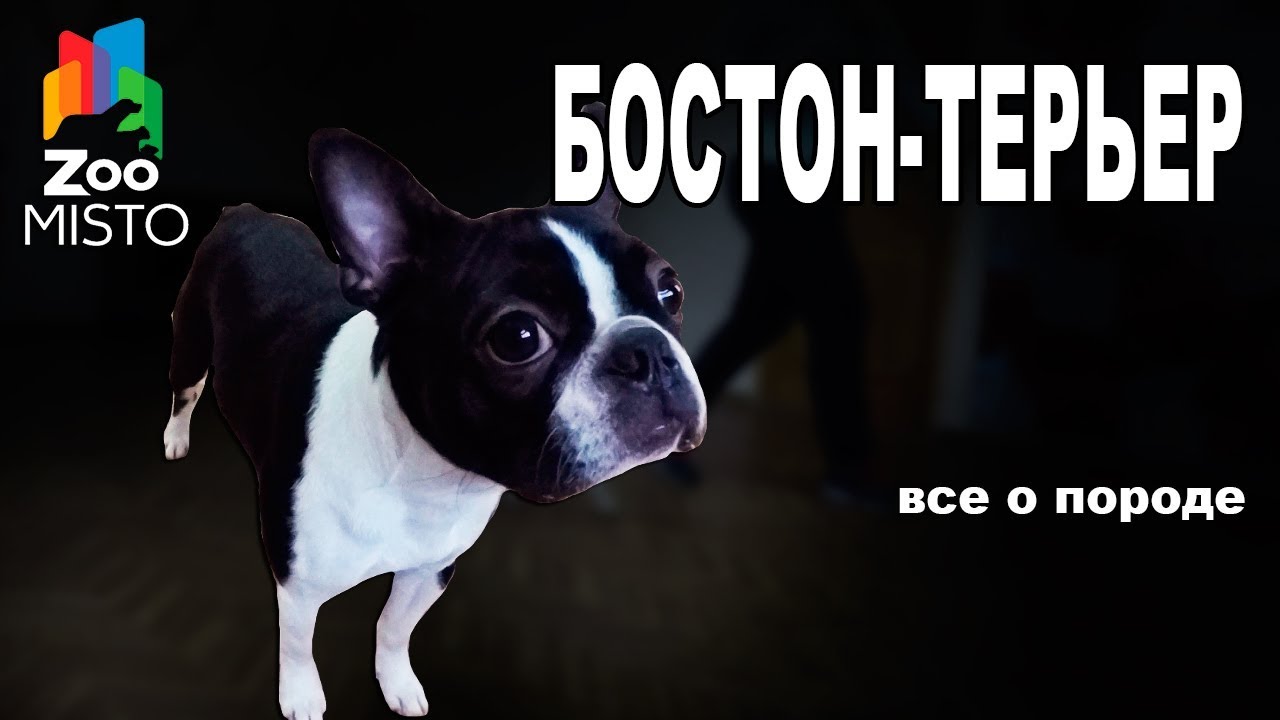 Бостон-терьер - Все о породе собаки | Собака породы - Бостон-терьер