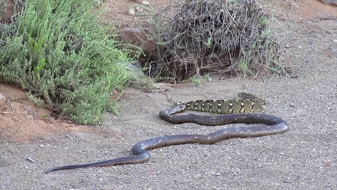 Snake bite: Cape Cobra vs. Puff Adder