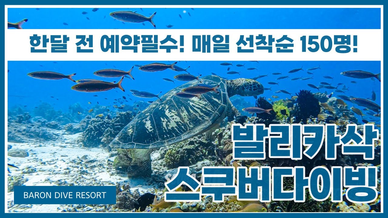 필리핀 보홀 발리카삭 2023년10월 스쿠버다이빙 고프로10 젤리스쿠버다이빙 팀 젤리투어 바론다이브리조트 보홀스쿠버