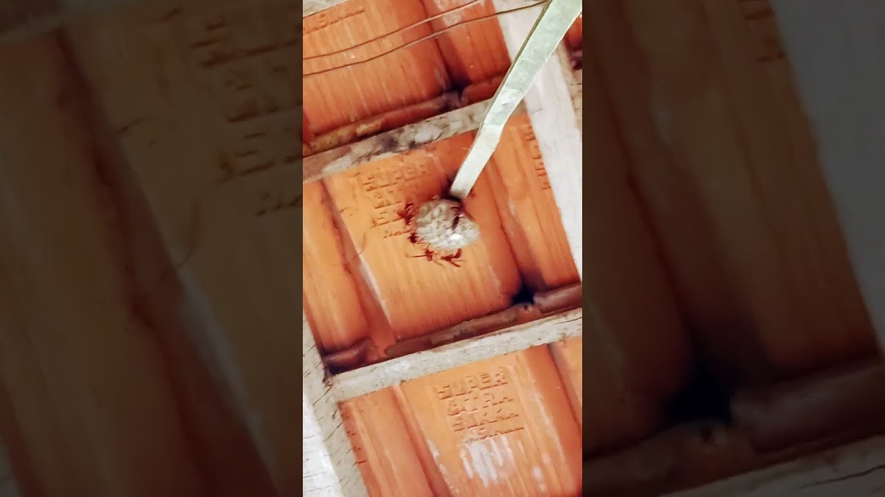 mengambil sarang tawon kampung..