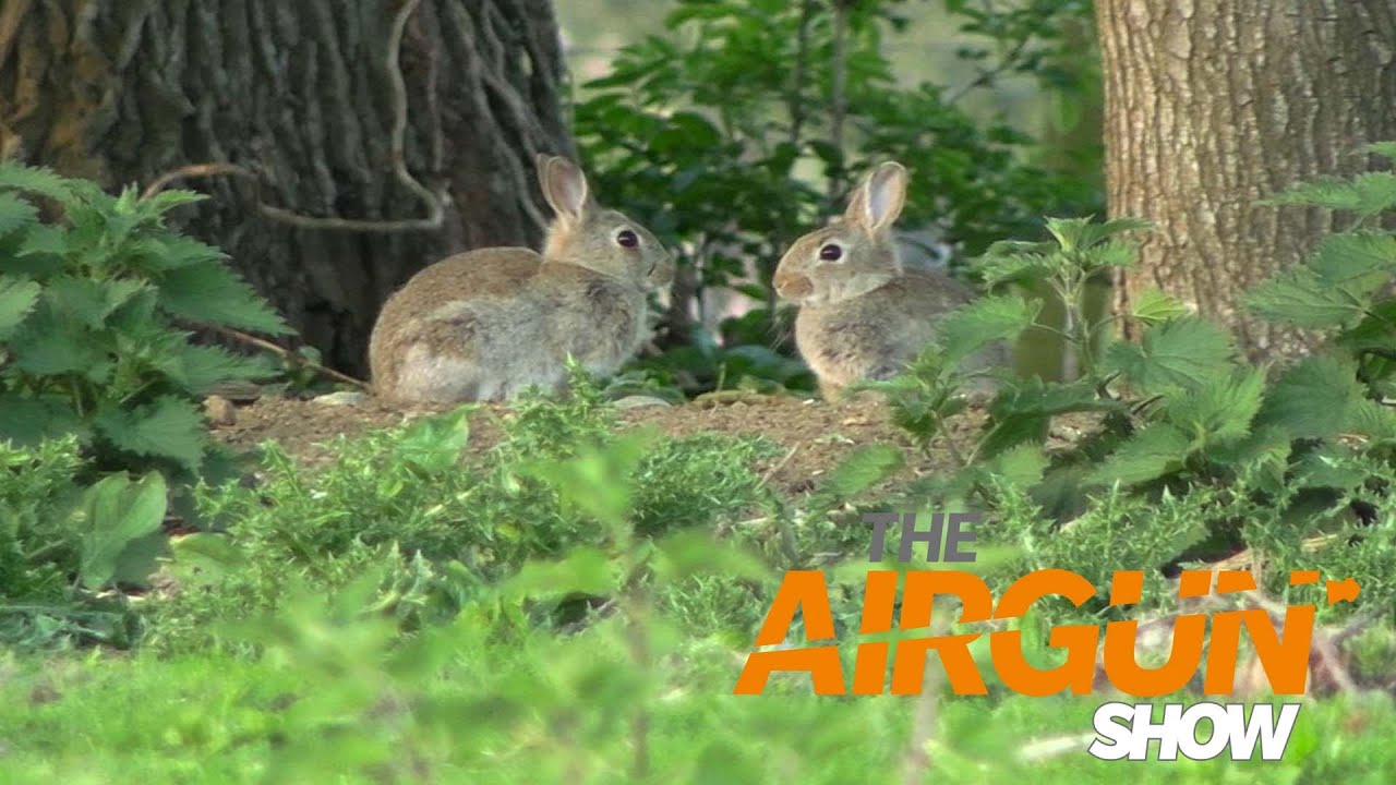 The Airgun Show &ndash; summer rabbit ambush, PLUS improve your spring gun accuracy&hellip;
