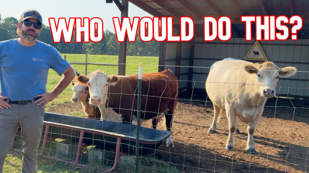 Somebody&rsquo;s Trying to Sabotage Me On The Farm!