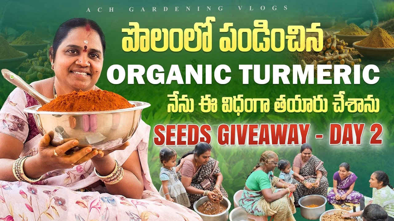 మన చేతులతో పండించి, ఇంట్లోనే చేసిన పసుపు| Rare seeds give away day 2