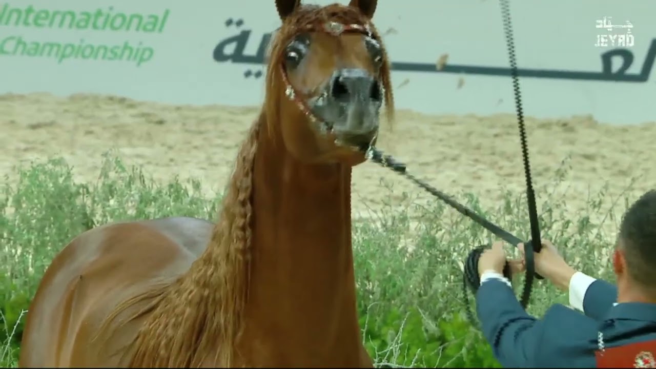 D SAFSOUF
