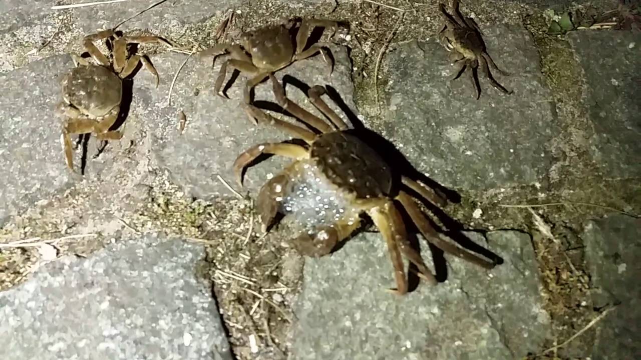 De wraak van de Chinese wolhandkrabben