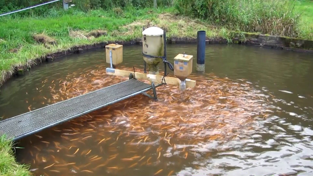 Nye sm&aring; guld&oslash;rreder p&aring; dambruget / New Golden trout at the trout farm