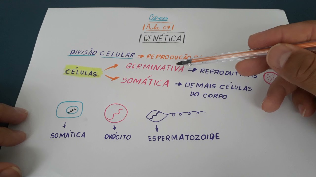 Aula 08 - Estudo da gen&eacute;tica: divis&atilde;o celular, c&eacute;lulas som&aacute;ticas e germinativas - parte 07.