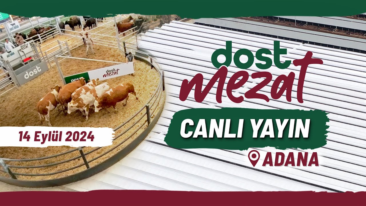 Dost Mezat, Açık Artırma Canlı Hayvan Satışı 14.09.2024, Adana | @dostziraat