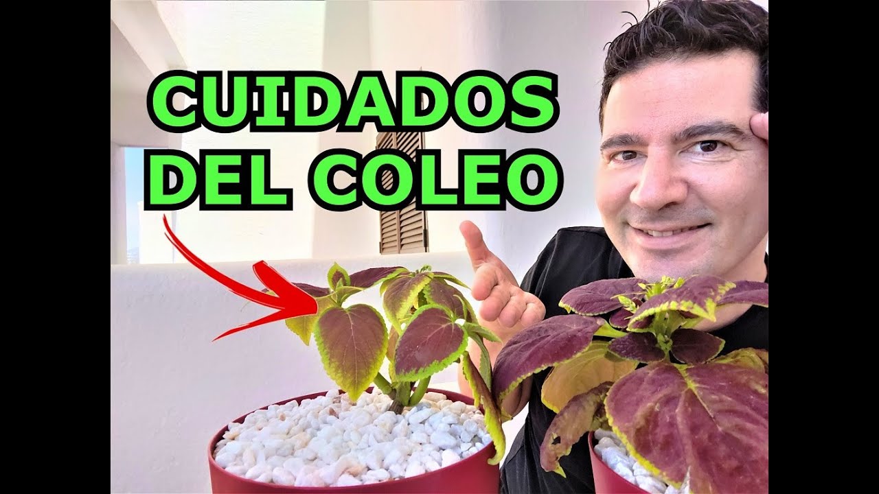 COLEOS CUIDADOS Y CULTIVO EN MACETA 🍃 COMO CULTIVAR CRETONAS EN MACETA + TRASPLANTAR COLEOS