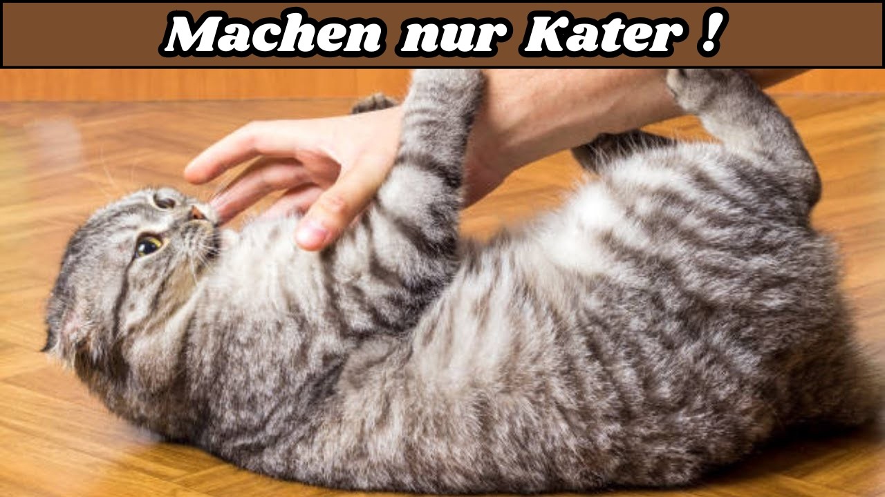 Super seltsame Dinge, die nur KATER für ihre Besitzer tun und warum!