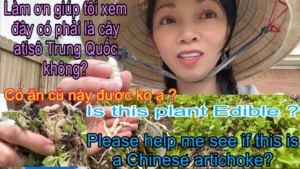 Atiso Đông Trùng Hạ Thảo Nghe Nói Là Cây Thuốc Quý - Please help me is this a Chinese artichoke