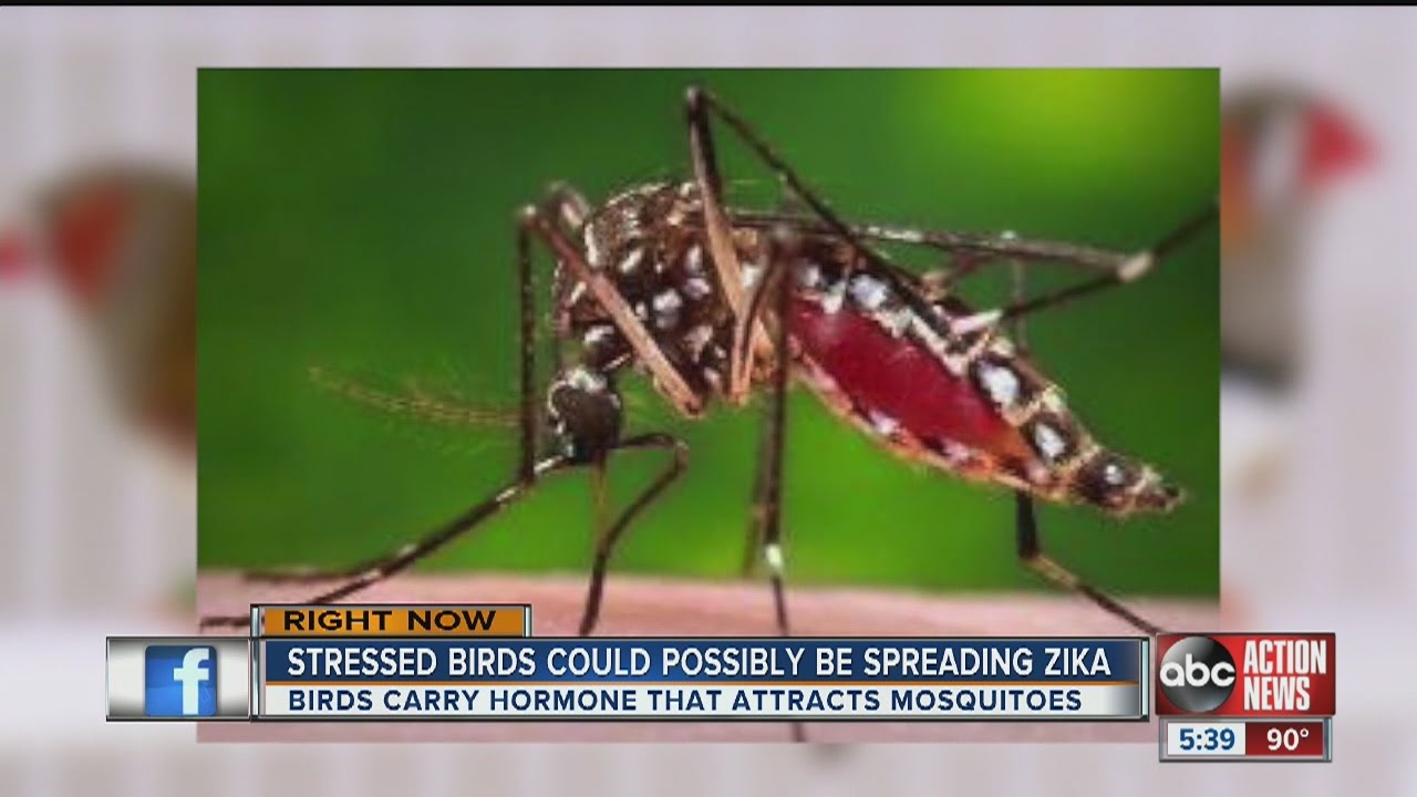 USF: Mosquito viruses spread by stressed birds
