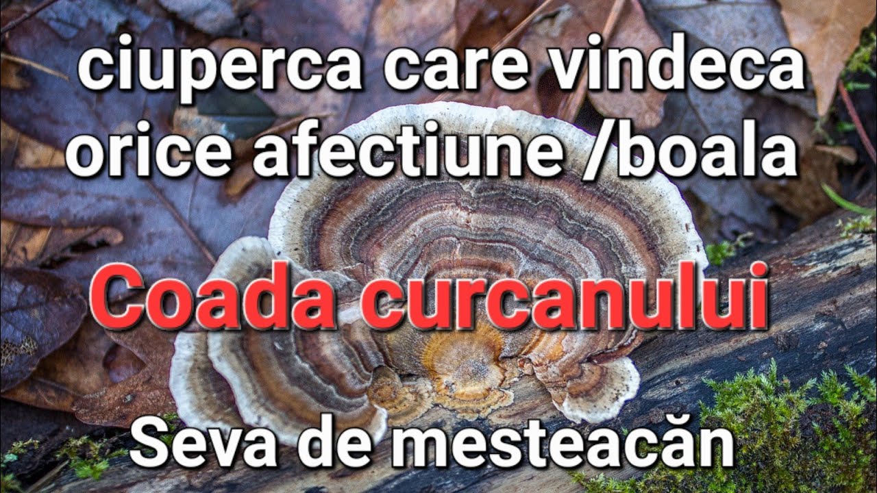 Seva de mesteacăn & Ciuperci - Coada curcanului. Cum se recoltează?