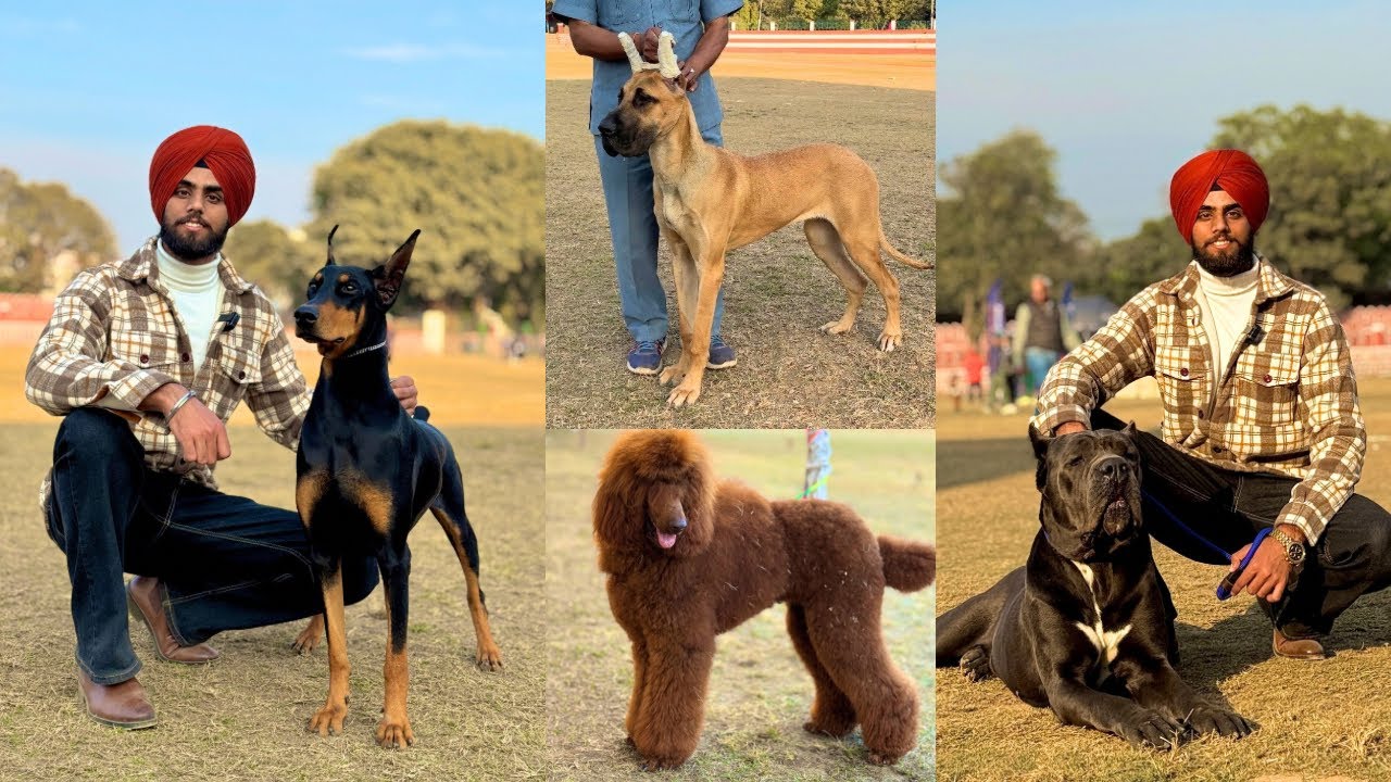 Dehradun Dog Show 2025🔥 Best Dog Breeds In India 😍 MUST WATCH ‼️