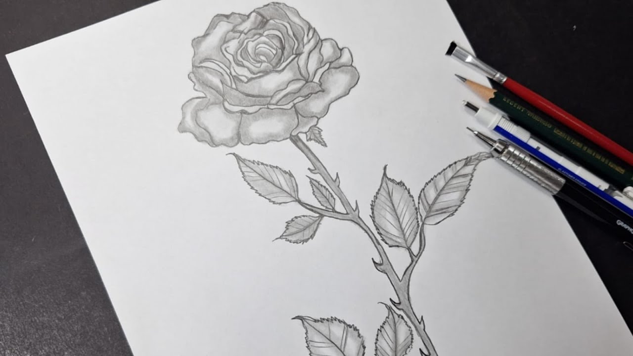 Desenhando uma Rosa. 🌹