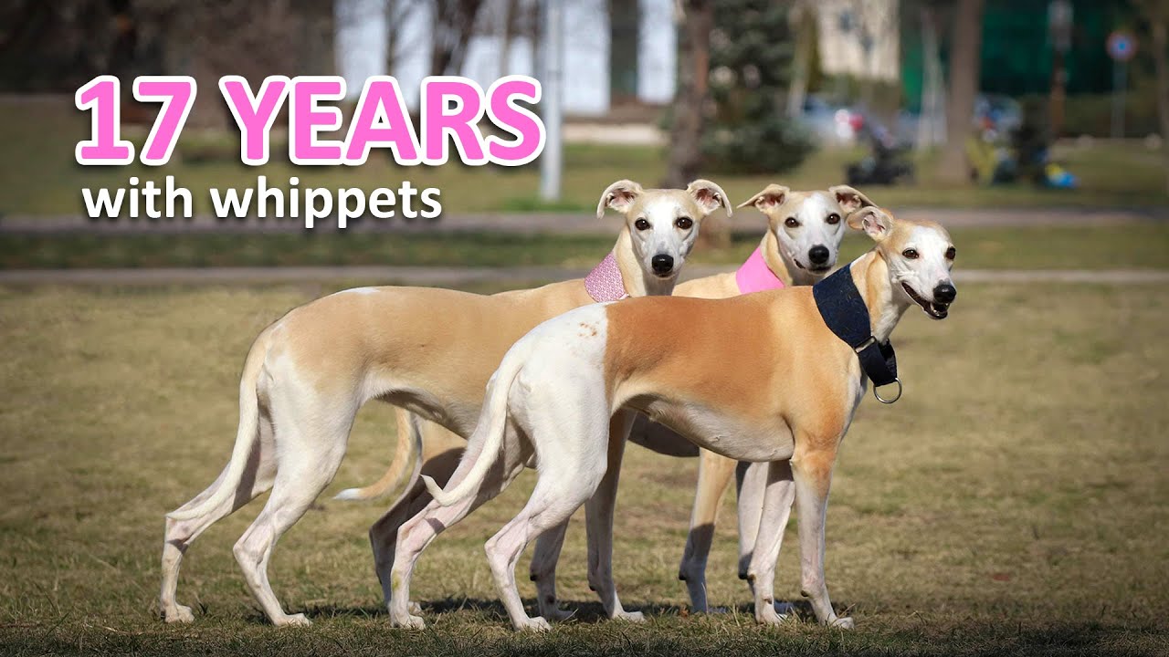 17 Years With Whippets: The Lessons They Taught me