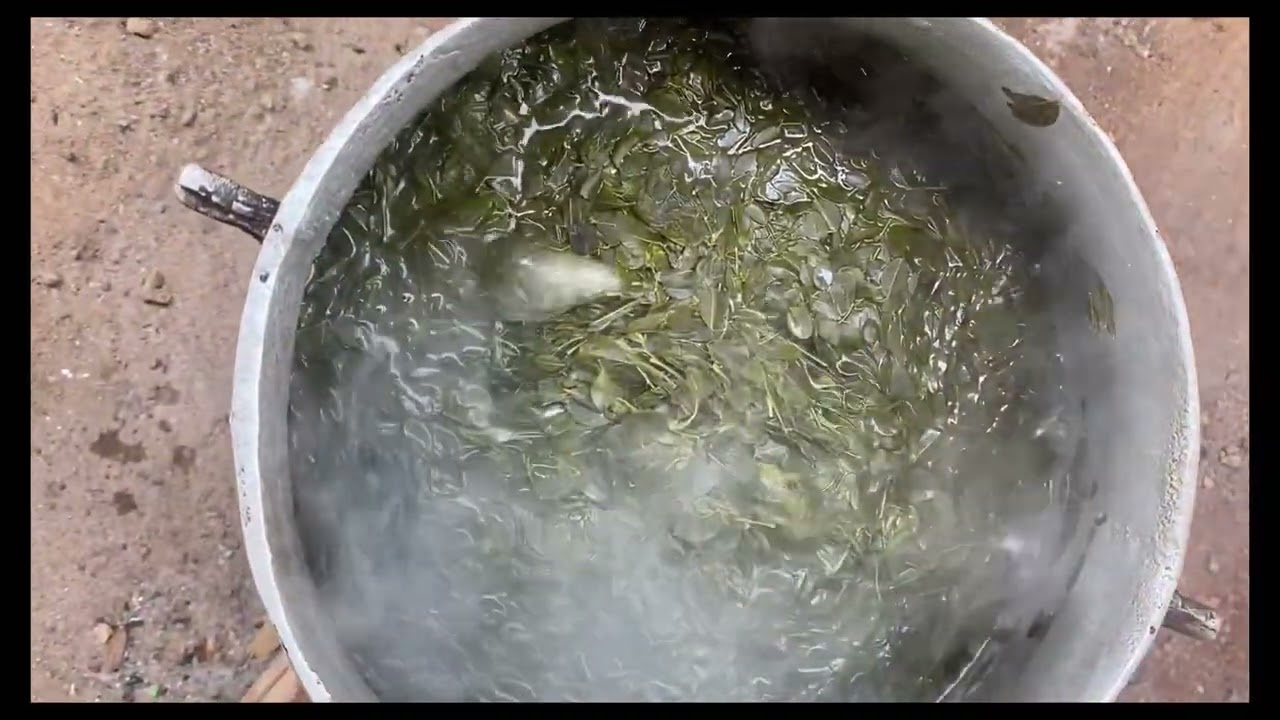 Feuille de moringa versus sauce #recetterapide #cuisinefacile #moringa