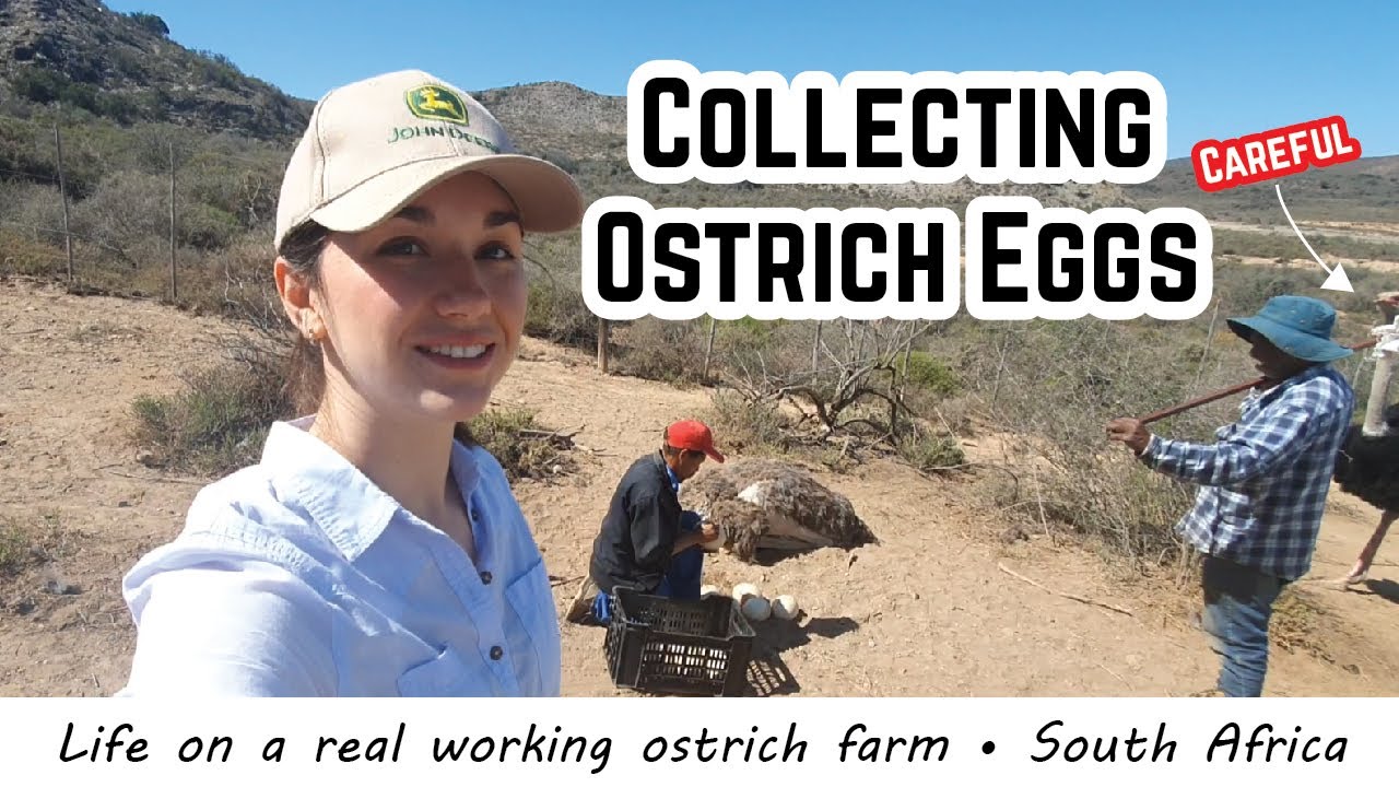 Collecting Ostrich Eggs - Farming in South Africa