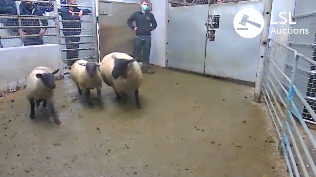 LSL Auctions - Purebred Pedigree Suffolk Ewe with 2 Lambs in Stanorlar Mart - LSLAuctions.com